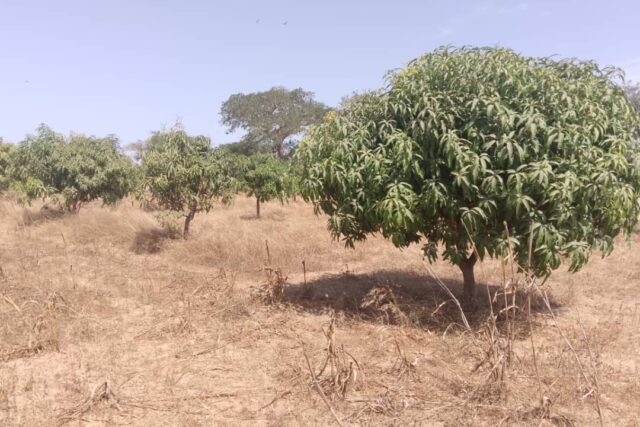 Verger de 1,8 hectare vers Nguéniéne