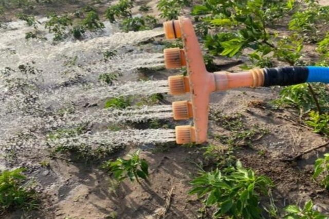 Verger de 4,3 hectares vers Taiba Ndiaye