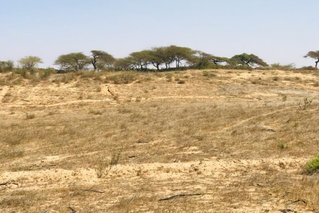 Verger de 3 hectares vers Gandiol