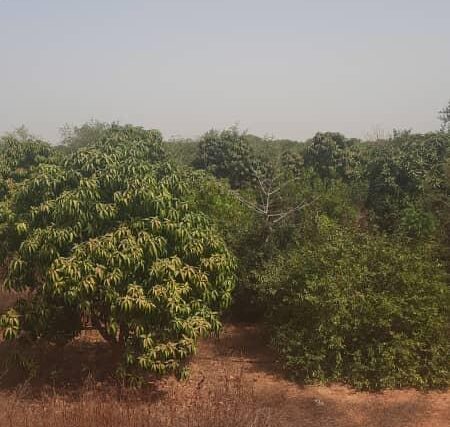 Protégé : Verger de 3 hectares vers Sindia