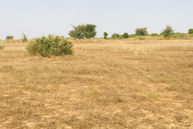 Terrain de 1,99 hectare vers Cherif Lô