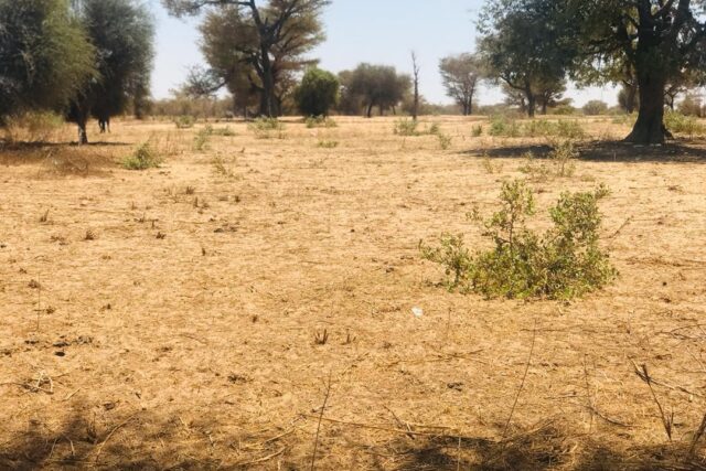 Protégé : Terrain de 4,2 hectares Vers Touba Toul