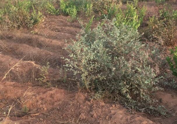 Terrain de 1 hectare vers Sedhiou