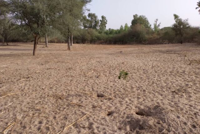 Verger de 1,03 hectare vers Keur Cheikh Ibra Fall