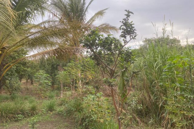 Ferme Avicole de 2,2 hectares vers Bambilor