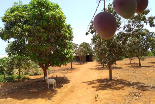 Ferme de 1,95  hectare vers Keur Moussa