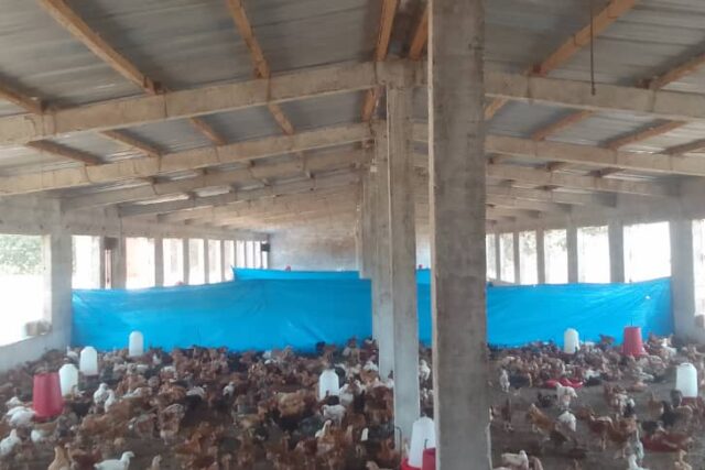 Ferme de 1,72 hectare vers Diender