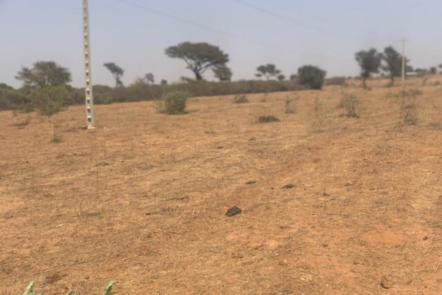 Protégé : Verger de 2 hectares vers Notto Diobass