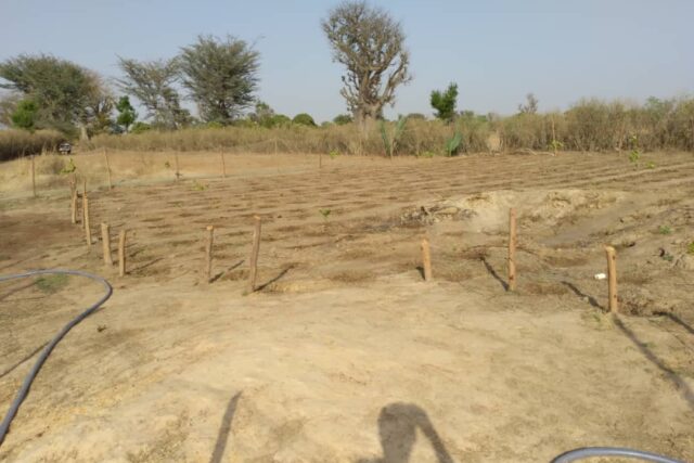 Protégé : Verger de 3187 m² vers Tataguine