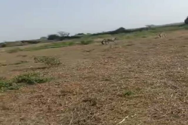 Verger de 3,2 hectares vers Keur Moussa