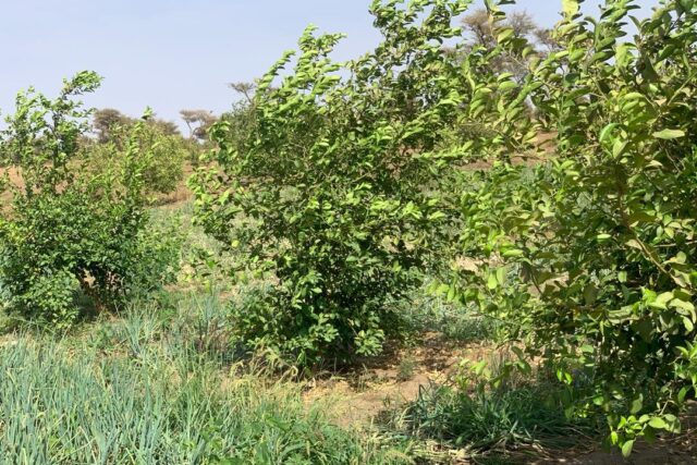 Location d’un Verger Agricole de 3,56 hectares vers Thiénaba