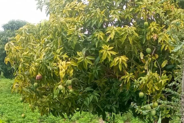Verger de 3 hectares vers Nguéniène
