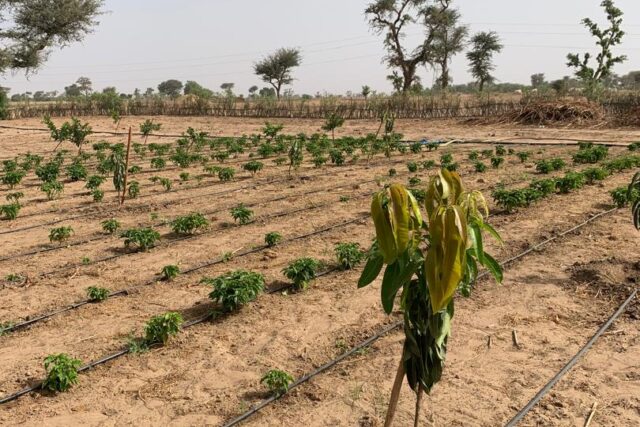 Ferme de 1,92 hectare vers Ndiaganiao