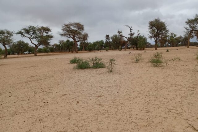Terrain de 1,15 hectare vers Touba Toul