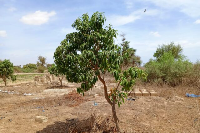 Verger de 1,39 hectare vers Notto Diobass