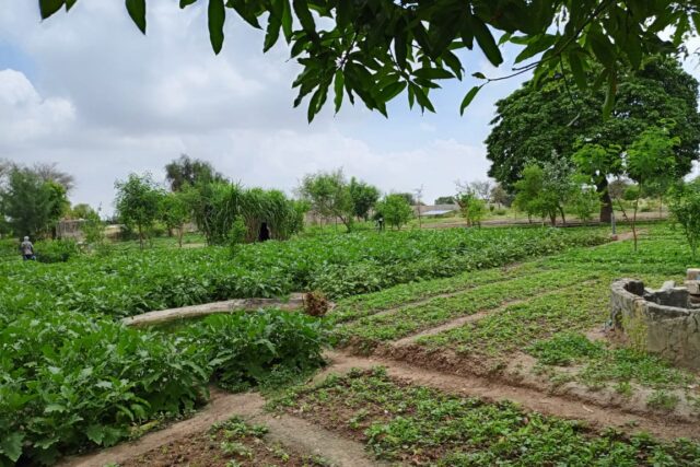 Verger de 1,04 hectare vers Diourbel