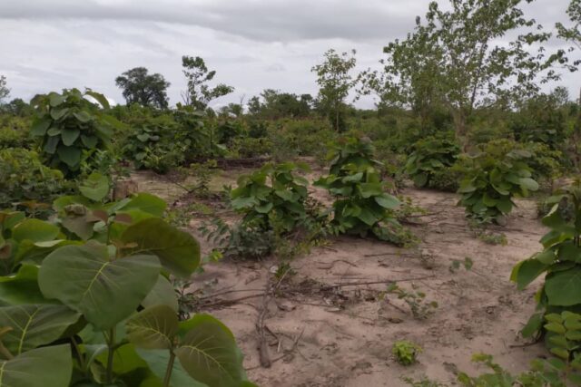 Terrain de 5 505 m² vers Niamone