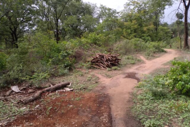 Terrain de 5 hectares vers Niamone