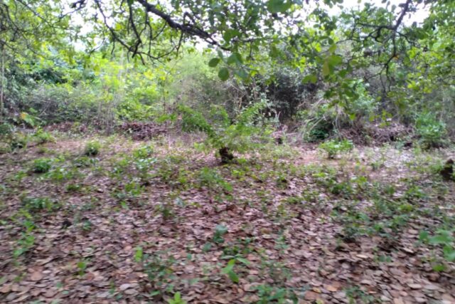 Terrain de 14 hectares vers Niaguis