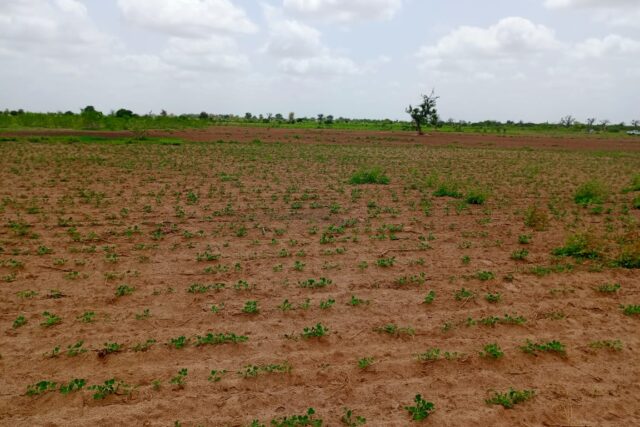 Terrain de 4,92 hectares vers Guinguinéo