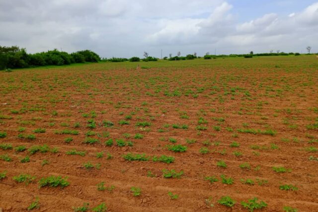 Protégé : Terrain de 7994 m² vers Notto Diobass