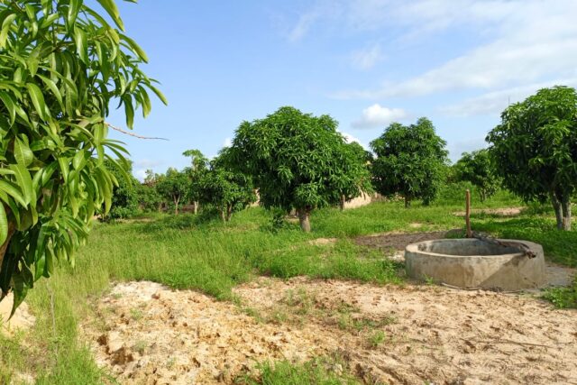 Protégé : Verger de 3107 m² vers Notto Gouye Diama