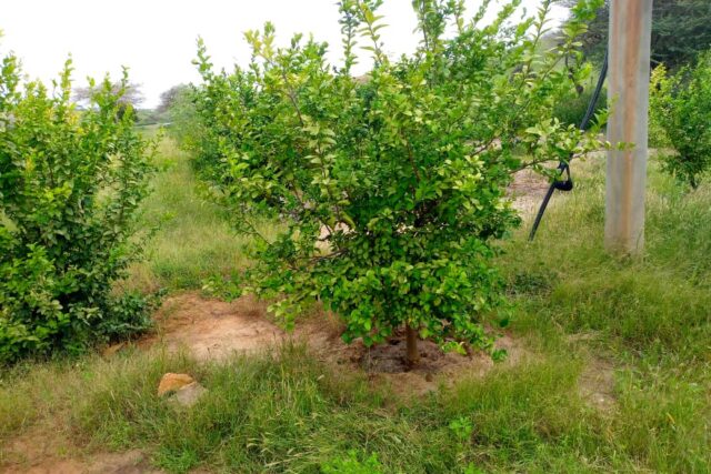 Verger de 3,5 hectares vers Kab Gaye