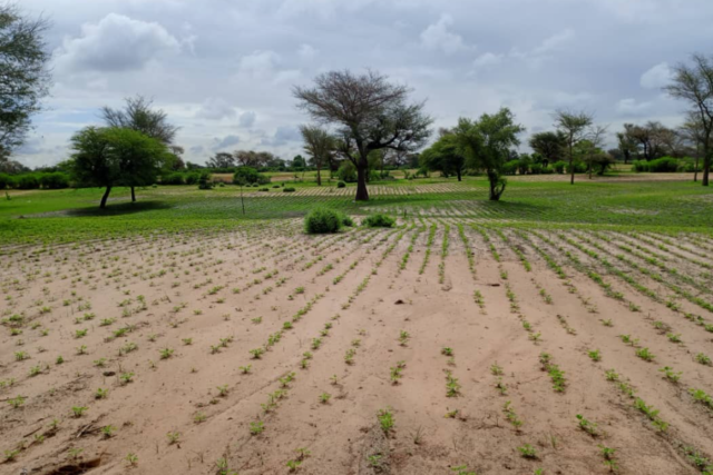 Protégé : Terrain de 3,35 hectares vers Tassette