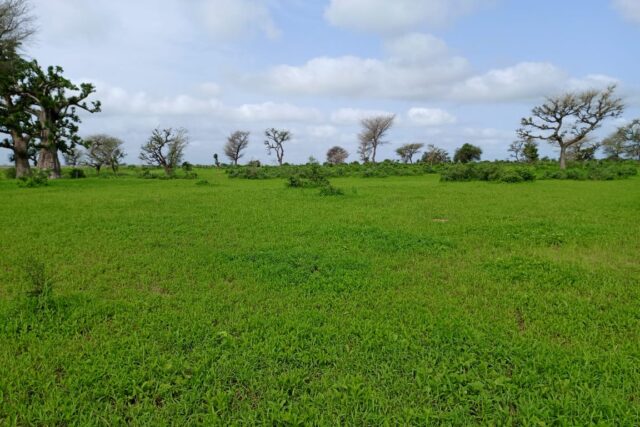 Terrain de 5 hectares vers Thiénaba