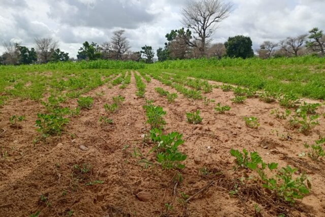 Terrain de 1,55 hectare vers Notto Diobass