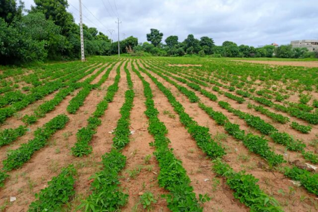 Terrain de 8555 m² vers Keur Moussa