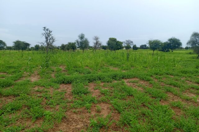 Protégé : Terrain de 7089 m² vers Dalla Ngabou