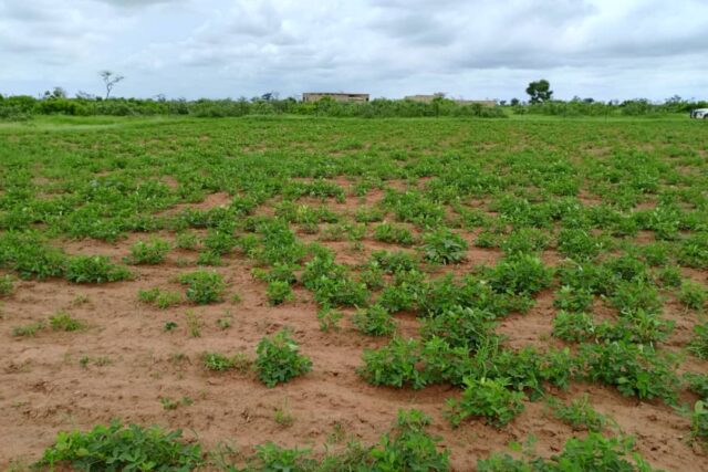 Verger de 1,03 hectare vers Notto Diobass