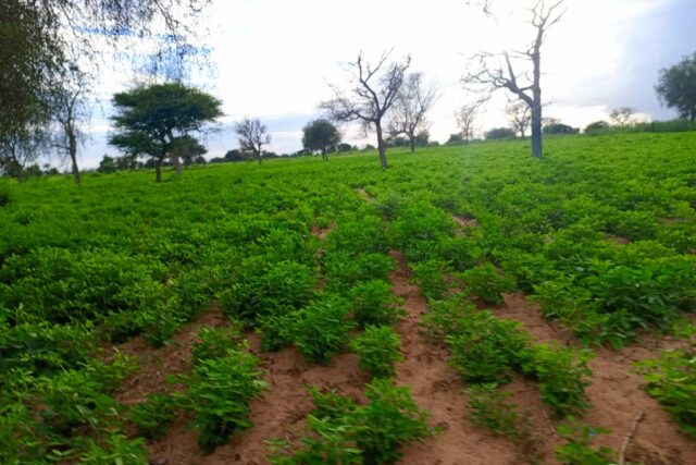 Terrain de 20 hectares vers Dalla Ngabou