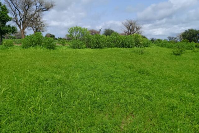 Terrain de 8579 m² vers Notto Diobass