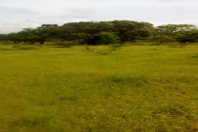 Protégé : Verger de 3,5 hectares vers Ngueniene