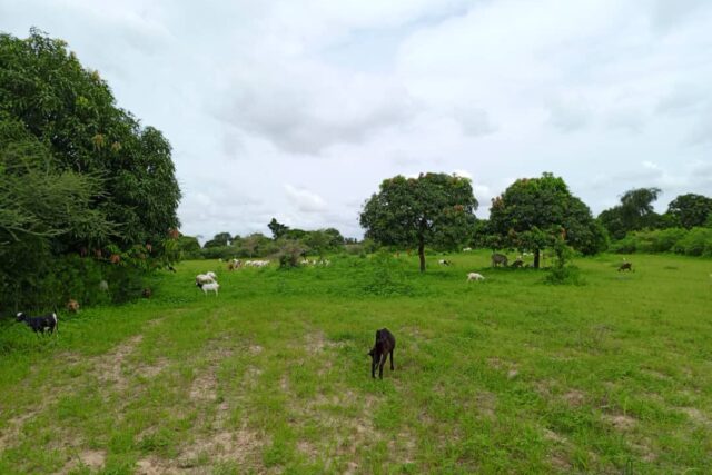 Verger de 6252 m² vers Notto Diobass