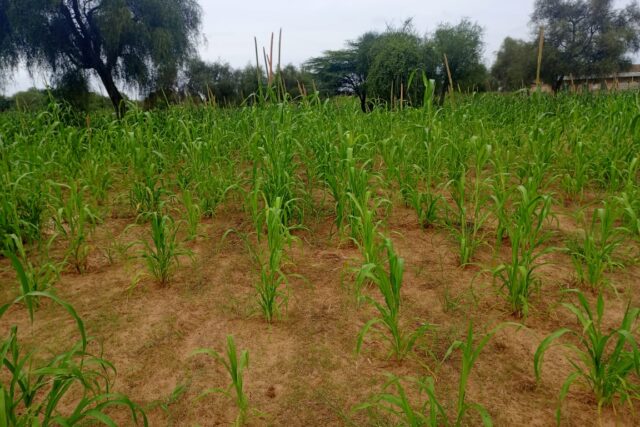 Protégé : Terrain de 5804 m² vers Dalla Ngabou