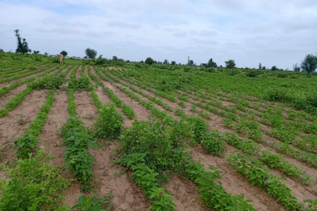 Terrain de 1,54 hectare vers Nghaye