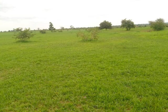 Location d’un Terrain Agricole de 3 hectares vers Koungheul
