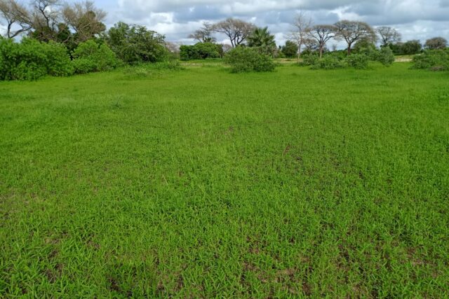 Protégé : Terrain de 1,87 hectare vers Tassette