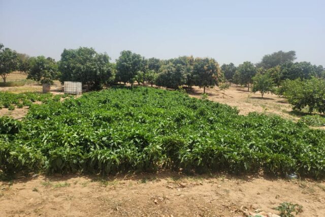 Verger de 2 hectares vers Tassette