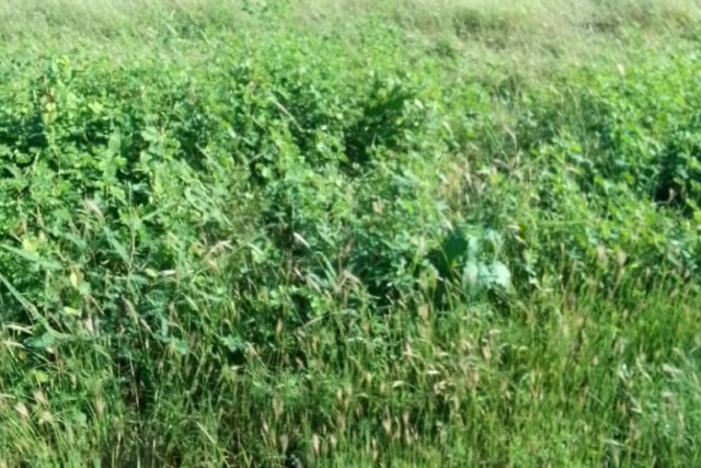 Terrain de 2,50 hectares vers Séssène