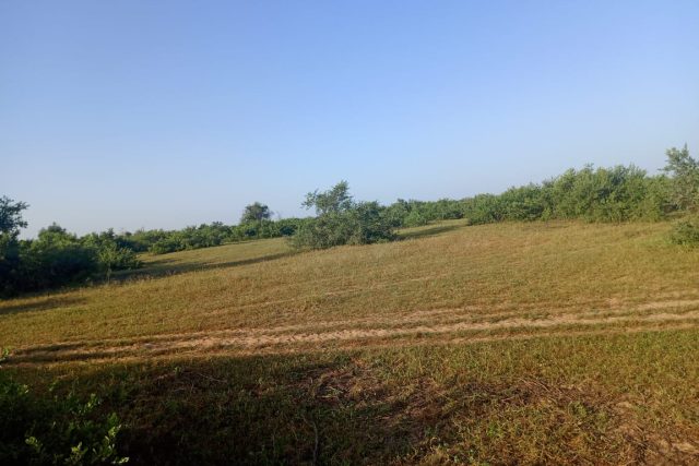 Protégé : Verger de 17 hectares vers Tassette