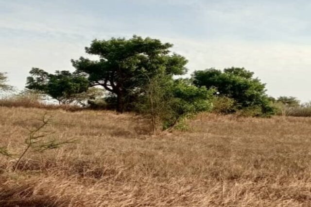 Terrain de 2 hectares vers Darou Khoudoss