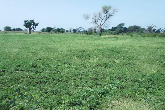 Protégé : Terrain de 1,50 hectare vers Sandiara