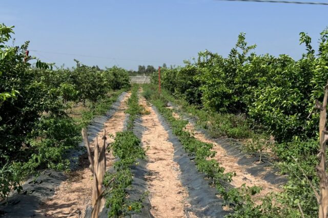 Verger Agricole de 4,5 hectares vers Fissel