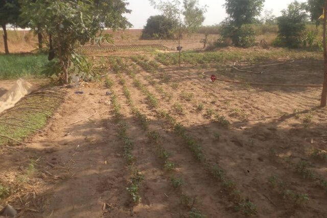 Protégé : Verger de 1 hectare vers Séssène