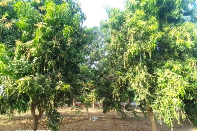 Protégé : Ferme de 2,98 hectares vers Sandiara