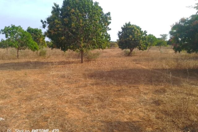 Verger de 1,42 hectare vers Notto Diobass